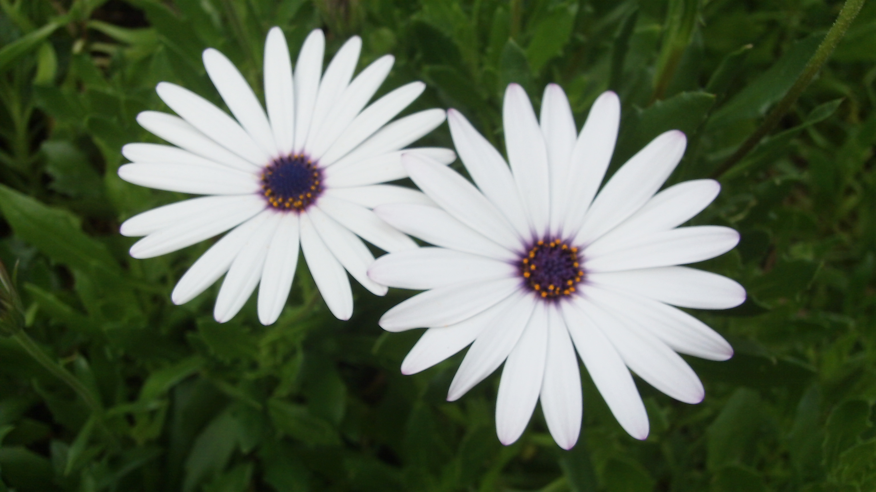 Attract Your Divine Partner Workshop (Sherman Oaks)